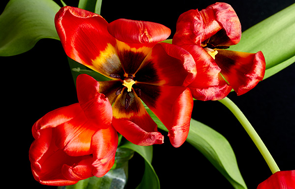 Tulipes130.jpg